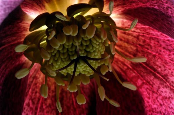 Macro Photography by Mark Johnson