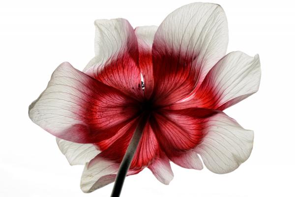 Macro Photography by Mark Johnson