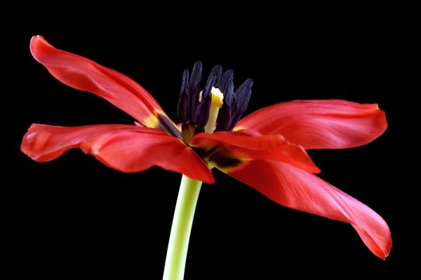 Macro Photography by Mark Johnson
