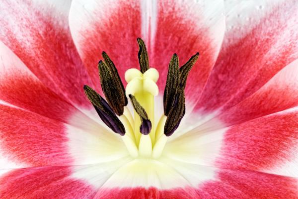 Macro Photography by Mark Johnson