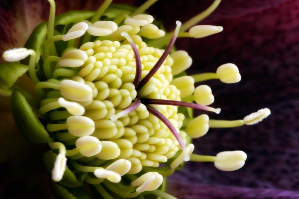 Macro Photography by Mark Johnson