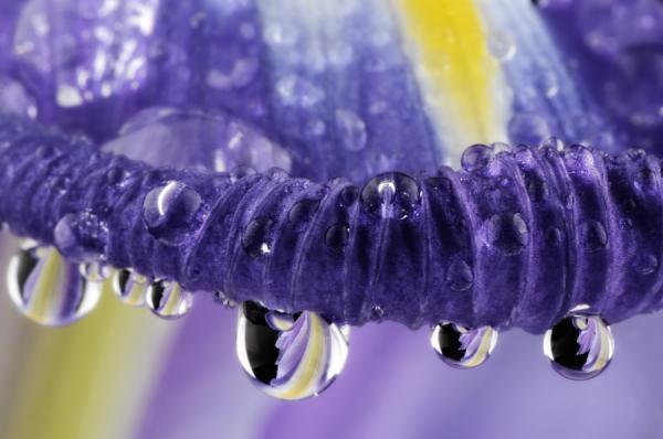 Macro Photography by Mark Johnson