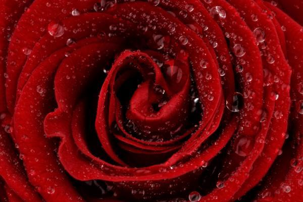 Macro Photography by Mark Johnson