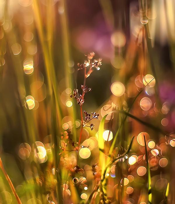 Bokeh Photography by Najwa