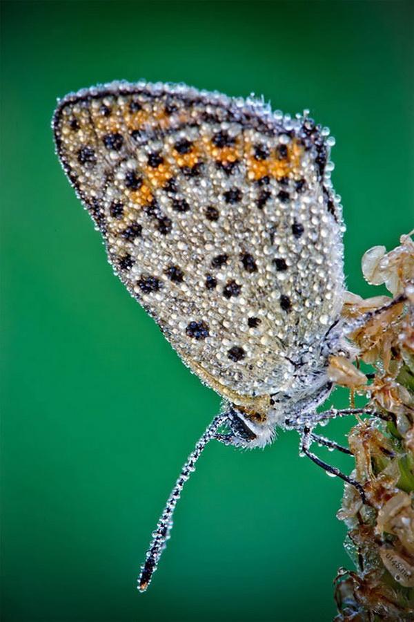 Nature Photography by David Chambon