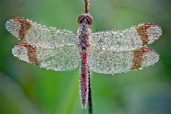 Nature Photography by David Chambon
