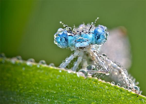 Nature Photography by David Chambon