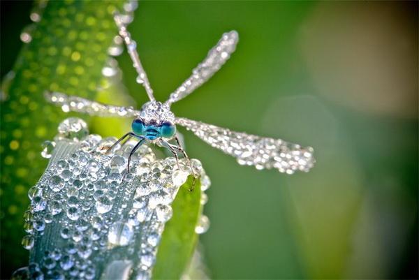 Nature Photography by David Chambon