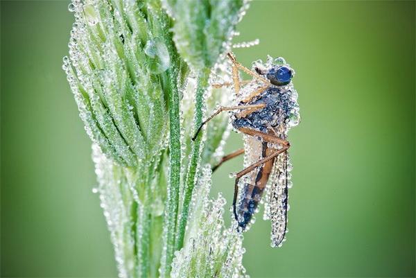 Nature Photography by David Chambon