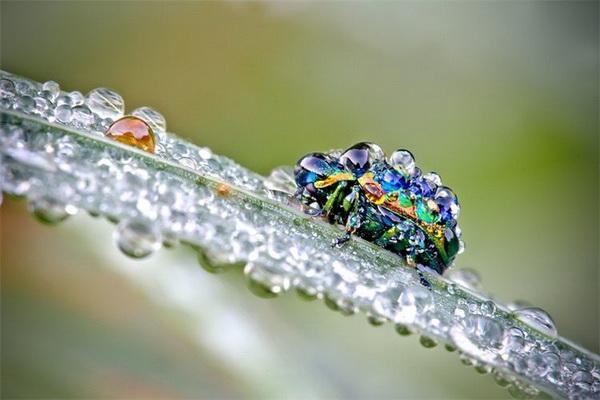 Nature Photography by David Chambon