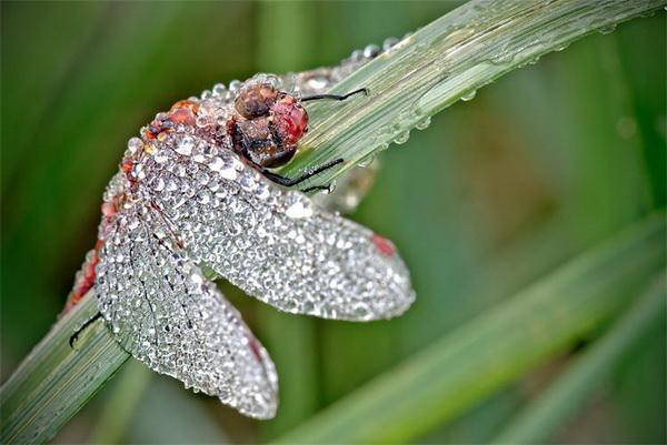 Nature Photography by David Chambon