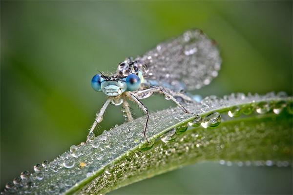 Nature Photography by David Chambon