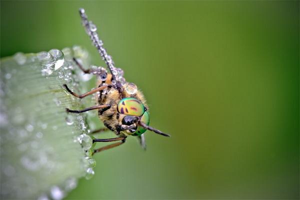 Nature Photography by David Chambon