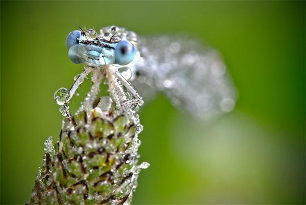 Nature Photography by David Chambon