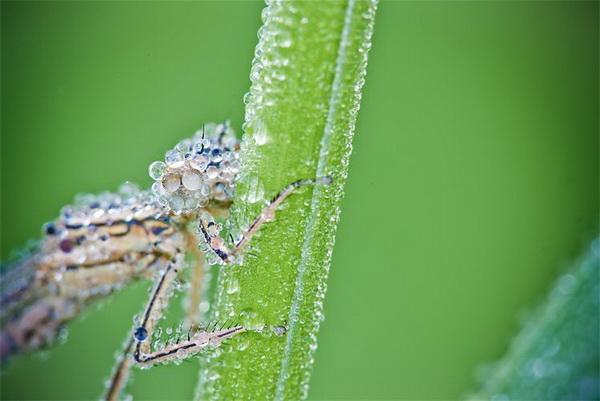 Nature Photography by David Chambon