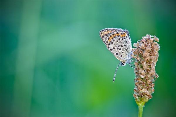 Nature Photography by David Chambon