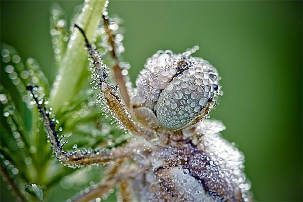 Nature Photography by David Chambon