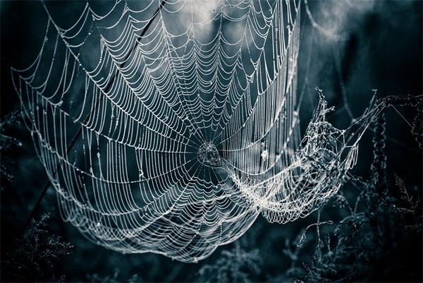 Nature Photography by David Chambon