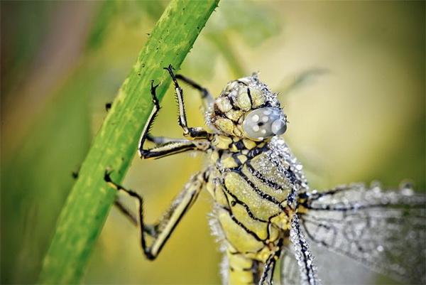 Nature Photography by David Chambon
