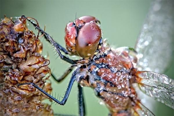Nature Photography by David Chambon