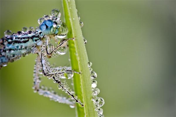 Nature Photography by David Chambon