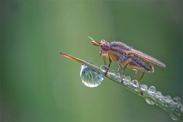 Nature Photography by David Chambon