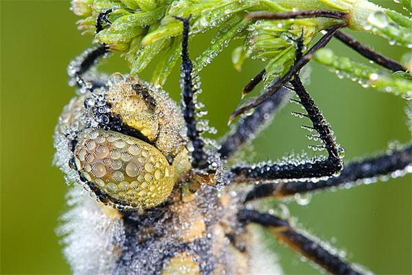 Nature Photography by David Chambon