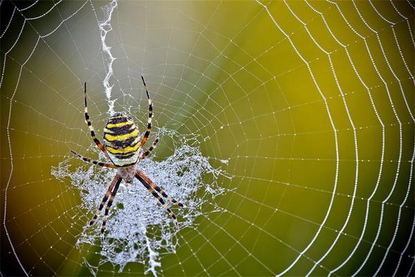 Nature Photography by David Chambon