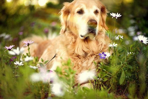 Dog Pictures by Candice Sedighan