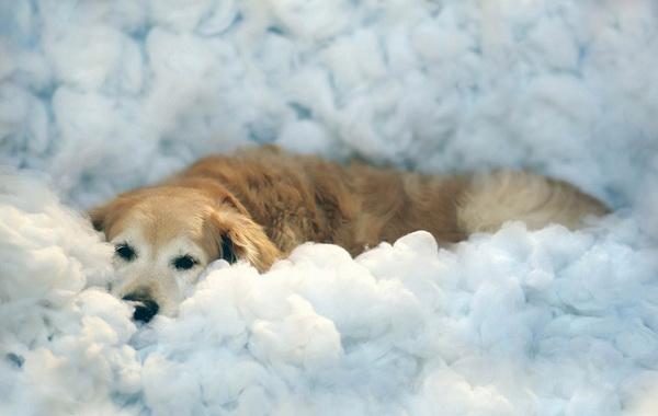 Dog Pictures by Candice Sedighan