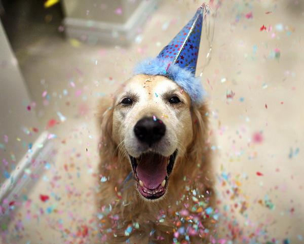 Dog Pictures by Candice Sedighan