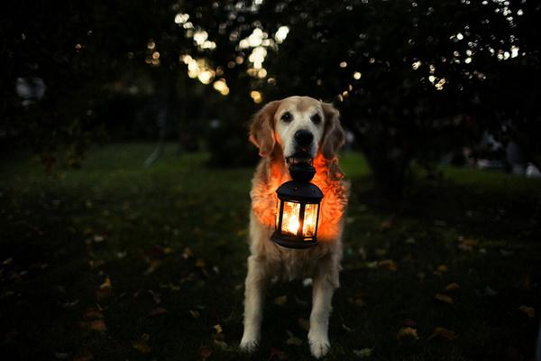 Dog Pictures by Candice Sedighan