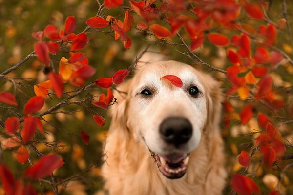 Dog Pictures by Candice Sedighan
