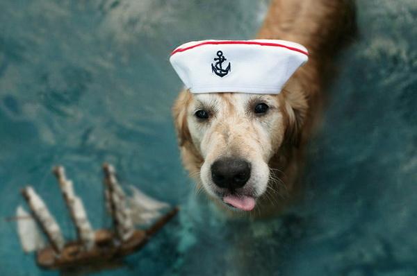 Dog Pictures by Candice Sedighan