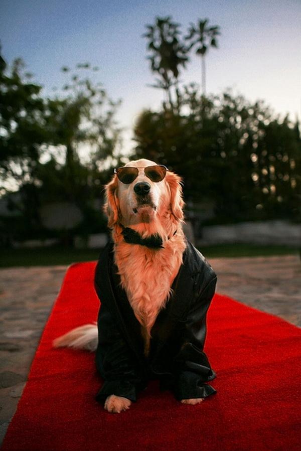 Dog Pictures by Candice Sedighan