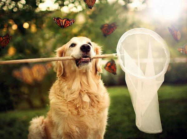 Dog Pictures by Candice Sedighan