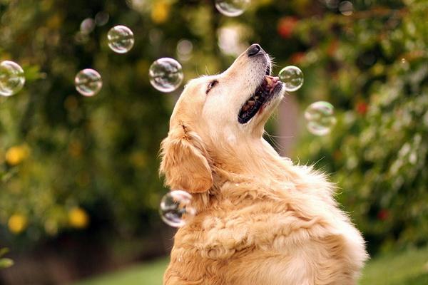 Dog Pictures by Candice Sedighan