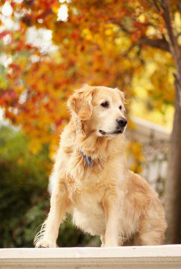 Dog Pictures by Candice Sedighan