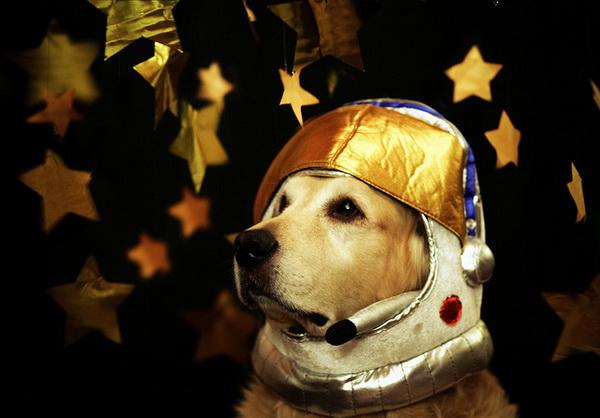Dog Pictures by Candice Sedighan