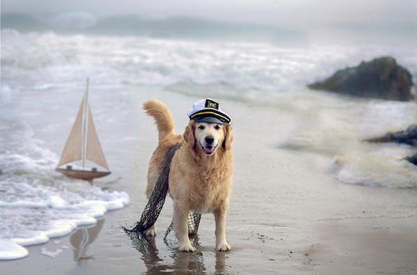 Dog Pictures by Candice Sedighan
