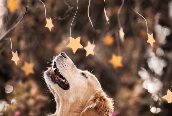 Dog Pictures by Candice Sedighan