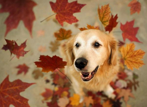 Dog Pictures by Candice Sedighan