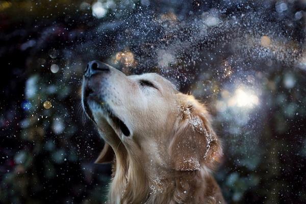 Dog Pictures by Candice Sedighan