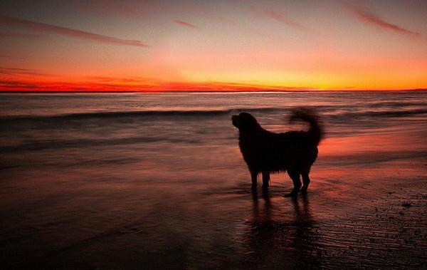 Dog Pictures by Candice Sedighan