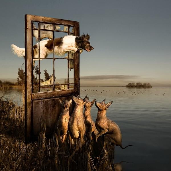 Dog Adventures by Jeannette Oerlemans