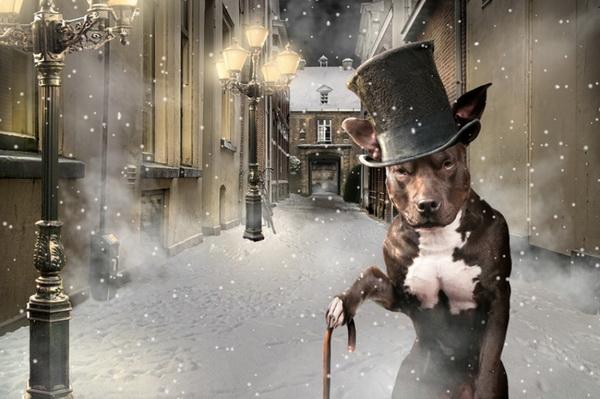 Dog Adventures by Jeannette Oerlemans