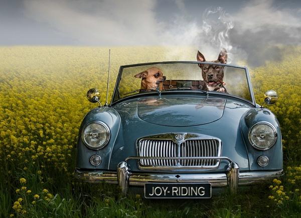 Dog Adventures by Jeannette Oerlemans