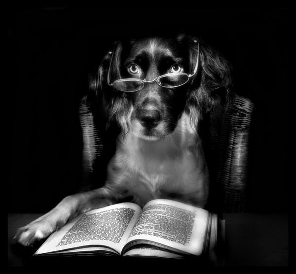 Dog Adventures by Jeannette Oerlemans