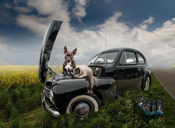 Dog Adventures by Jeannette Oerlemans
