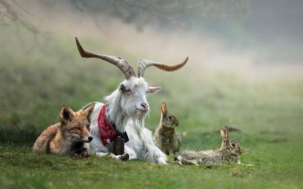 Dog Adventures by Jeannette Oerlemans